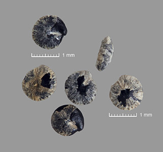 Seeds of RSA 680706